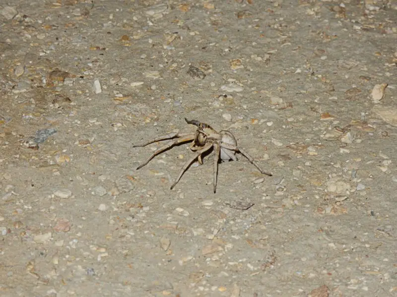 Darvaza Gas Crater Spiders