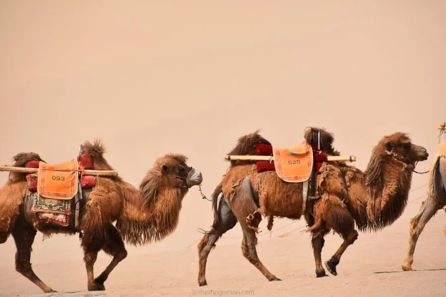 Camels at Dunhuang Silk Road