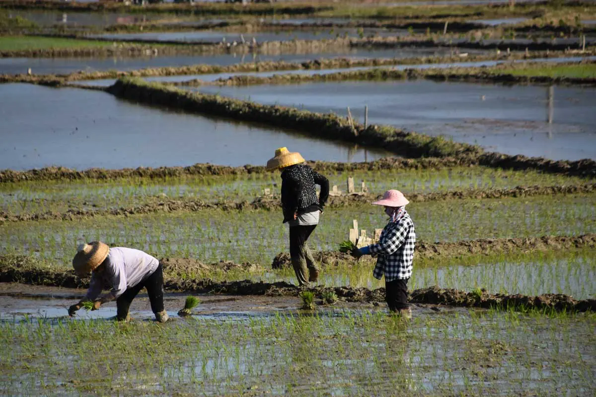 Sanya Rice Paddies