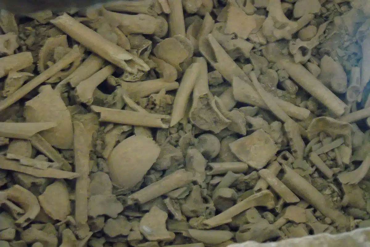 Human Bones in the Necropolis at Dara