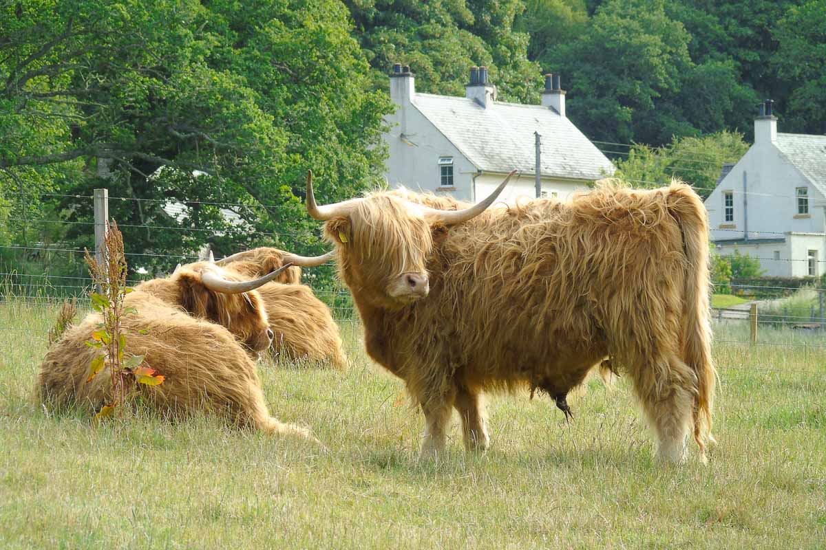 Highland Cows in Scotland